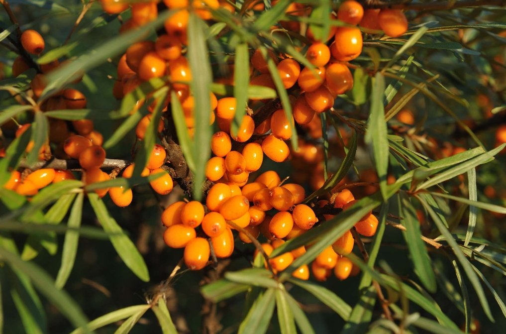 Sea Buckthorn Benefits