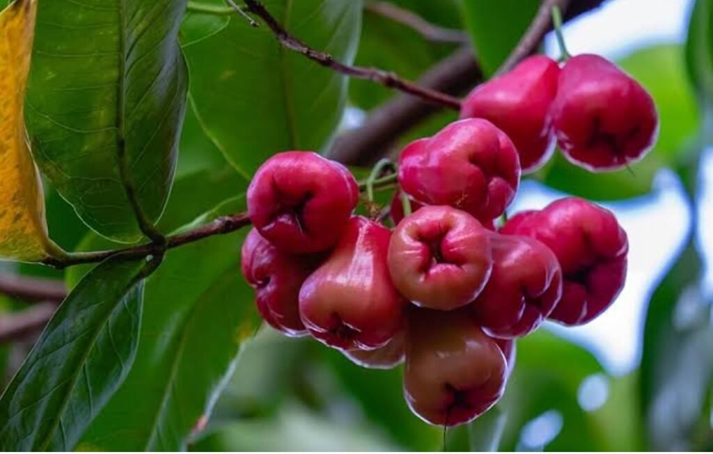 Benefits of Java Apple