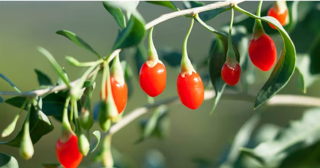 Health Benefits of Goji Berries