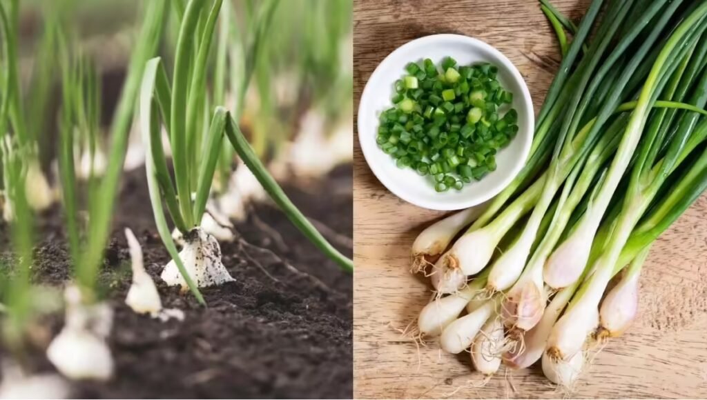 Benefits of Spring Onion