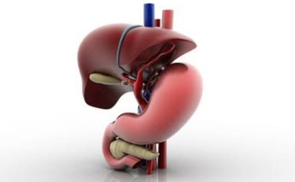 Gut and Liver Health