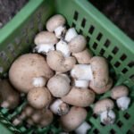 Mineral Deficiency?